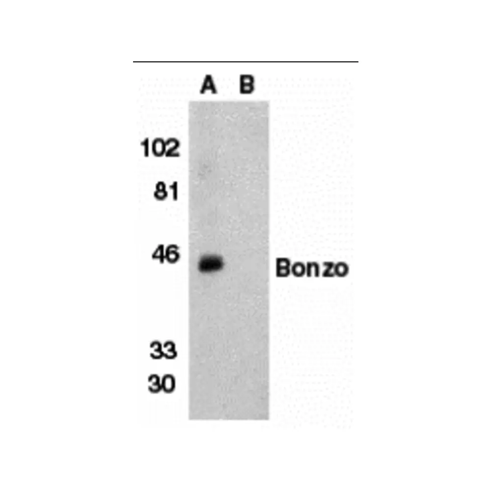 ProSci 2209_S Bonzo Antibody, ProSci, 0.02 mg/Unit Primary Image