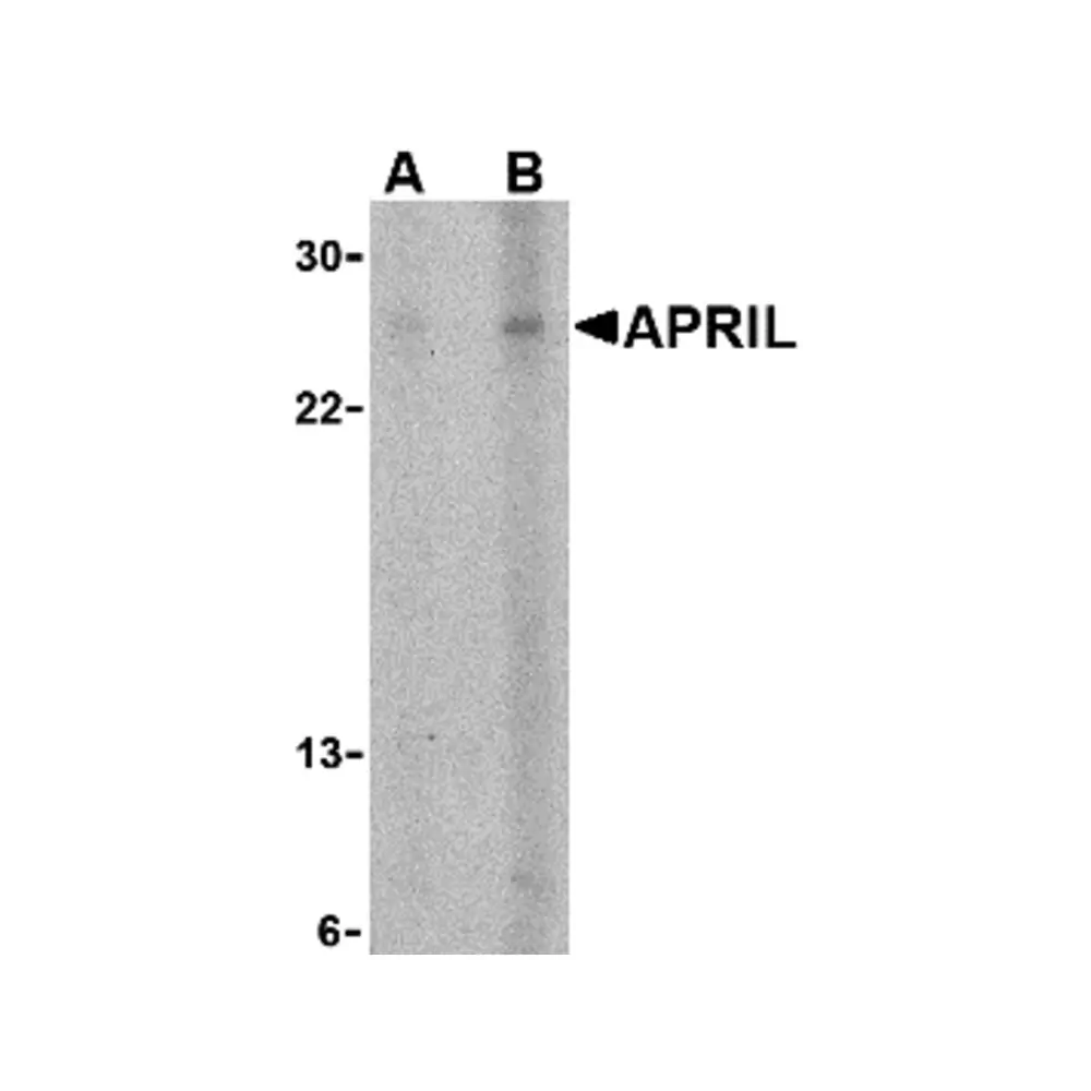 ProSci 2223 APRIL Antibody, ProSci, 0.1 mg/Unit Primary Image
