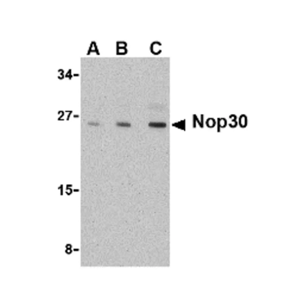 ProSci 2225_S Nop30 Antibody, ProSci, 0.02 mg/Unit Primary Image