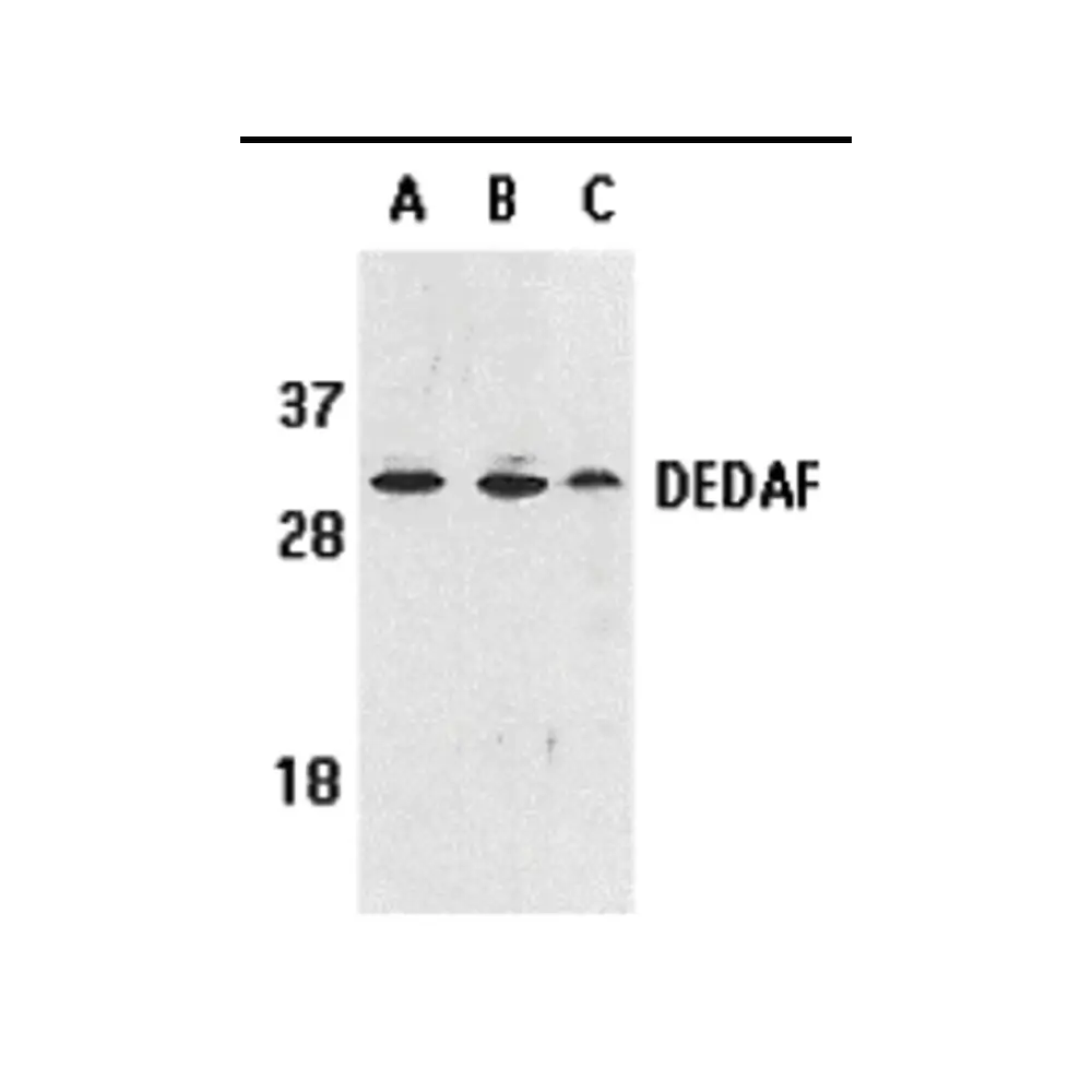 ProSci 2227_S DEDAF Antibody, ProSci, 0.02 mg/Unit Primary Image