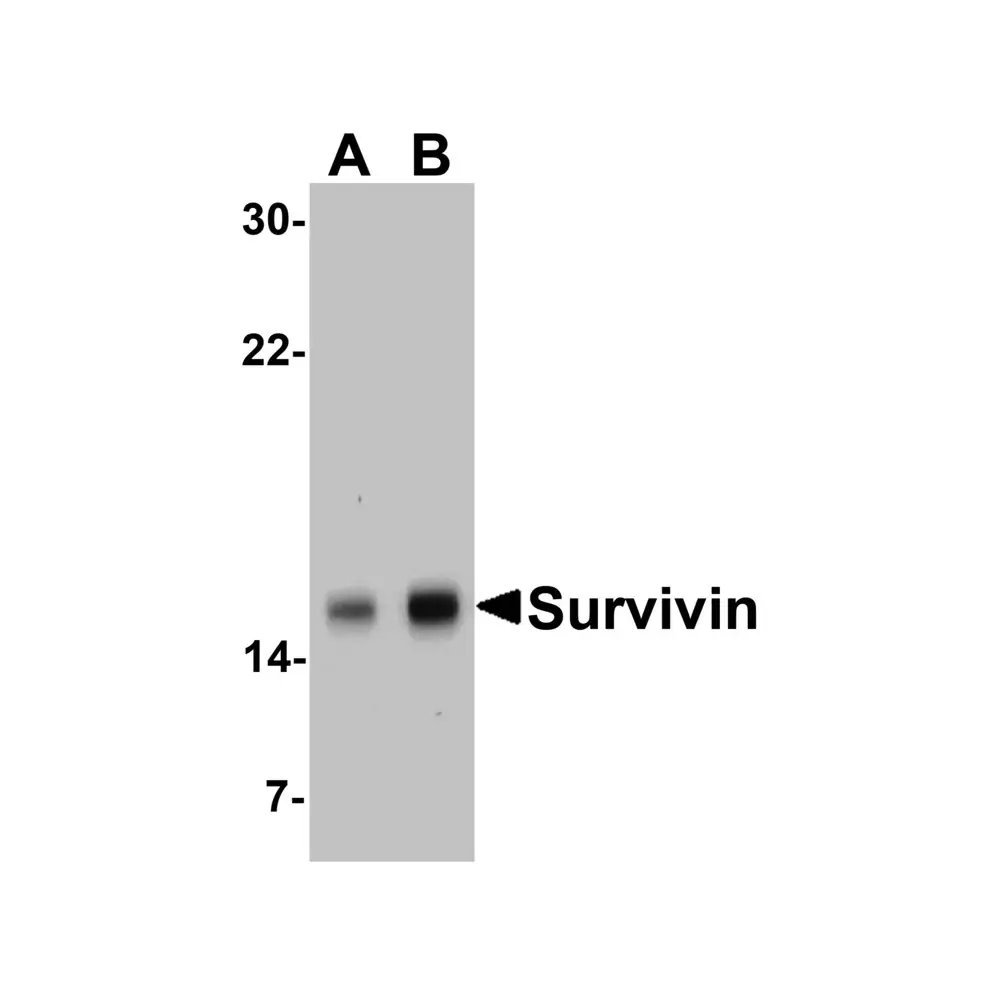 ProSci 2233_S Survivin Antibody, ProSci, 0.02 mg/Unit Primary Image