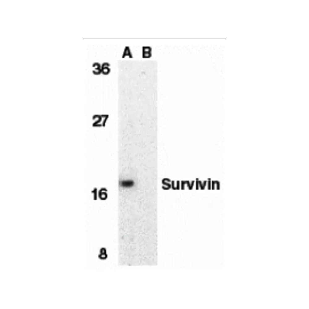 ProSci 2235_S Survivin Antibody, ProSci, 0.02 mg/Unit Primary Image