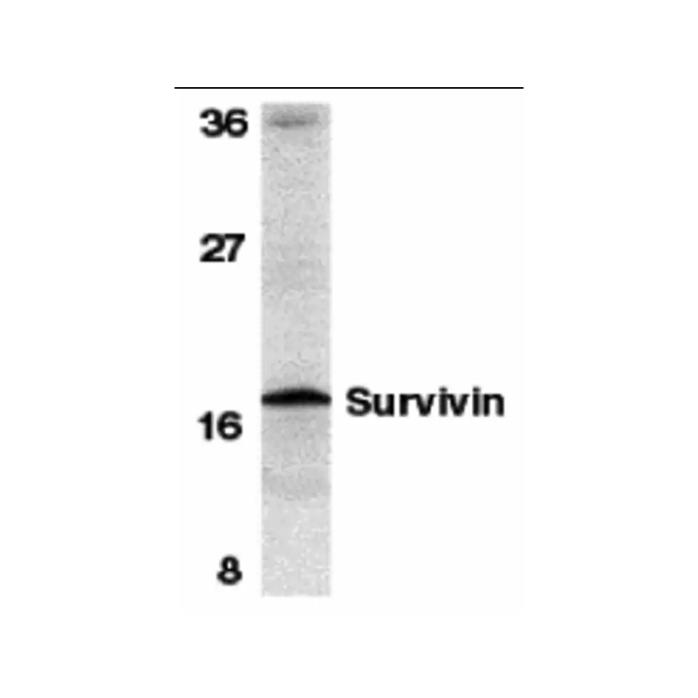 ProSci 2237_S Survivin Antibody, ProSci, 0.02 mg/Unit Primary Image