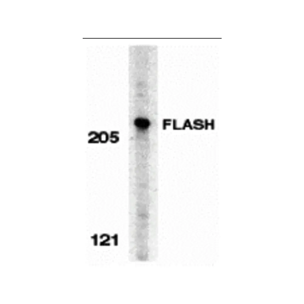 ProSci 2271 FLASH Antibody, ProSci, 0.1 mg/Unit Primary Image