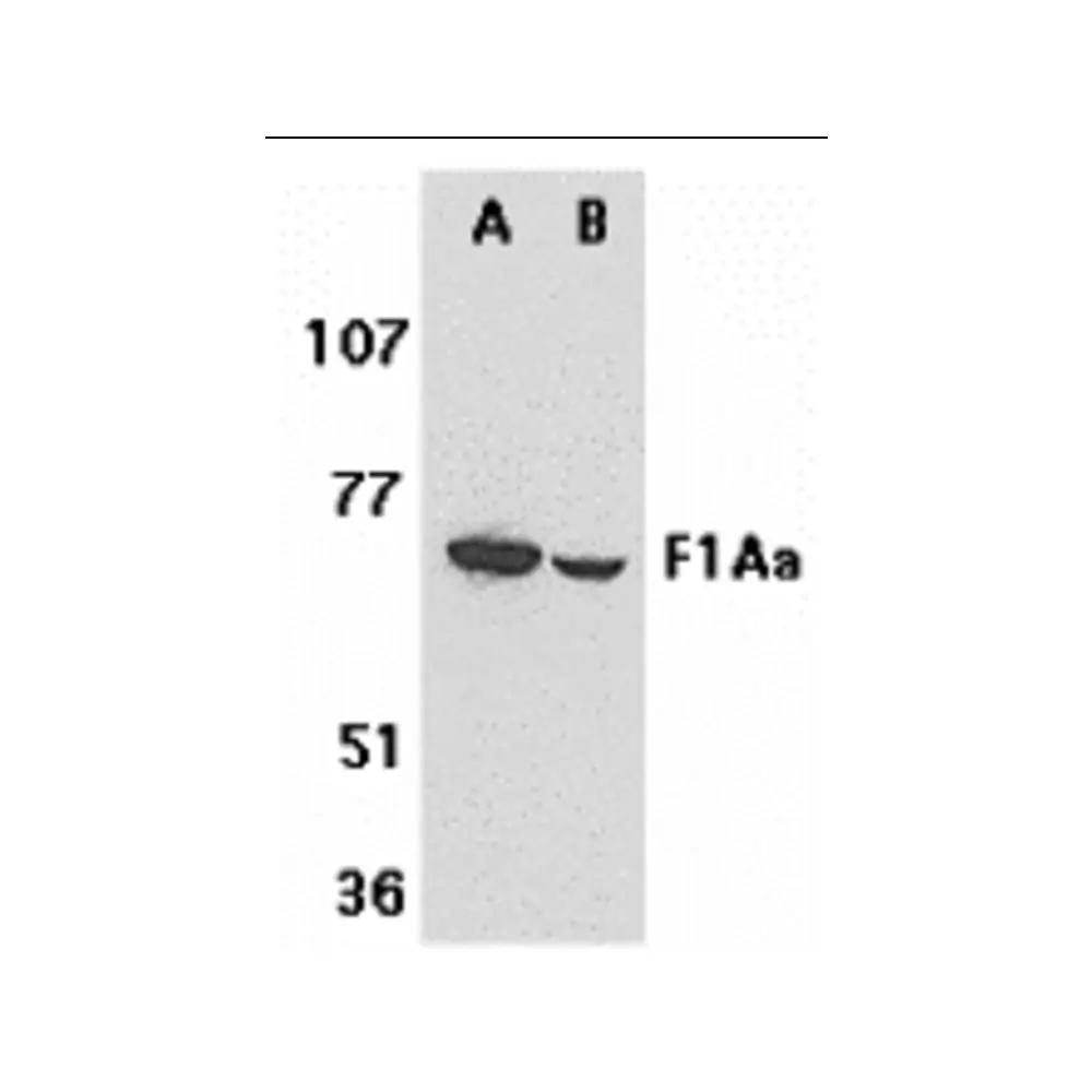 ProSci 2279 F1A alpha Antibody, ProSci, 0.1 mg/Unit Primary Image