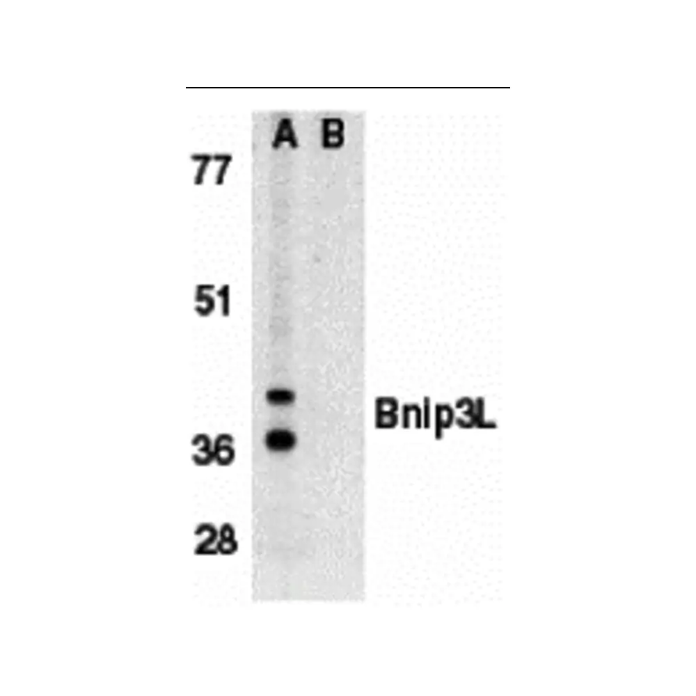 ProSci 2289 Bnip3L Antibody, ProSci, 0.1 mg/Unit Primary Image