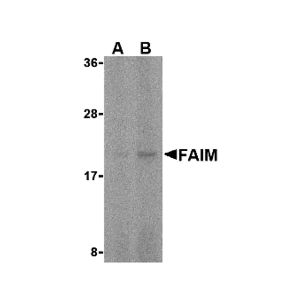 ProSci 2309_S FAIM Antibody, ProSci, 0.02 mg/Unit Primary Image