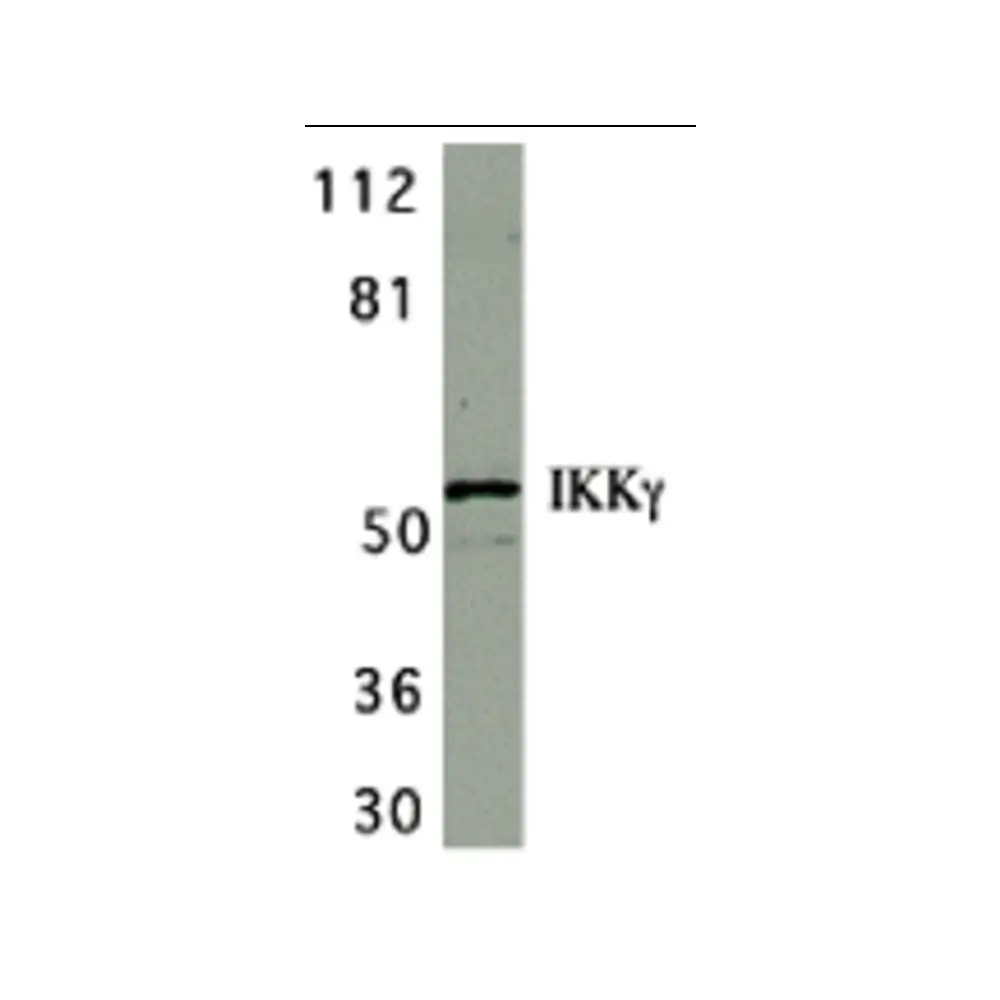 ProSci 2335 IKK gamma Antibody, ProSci, 0.1 mg/Unit Primary Image