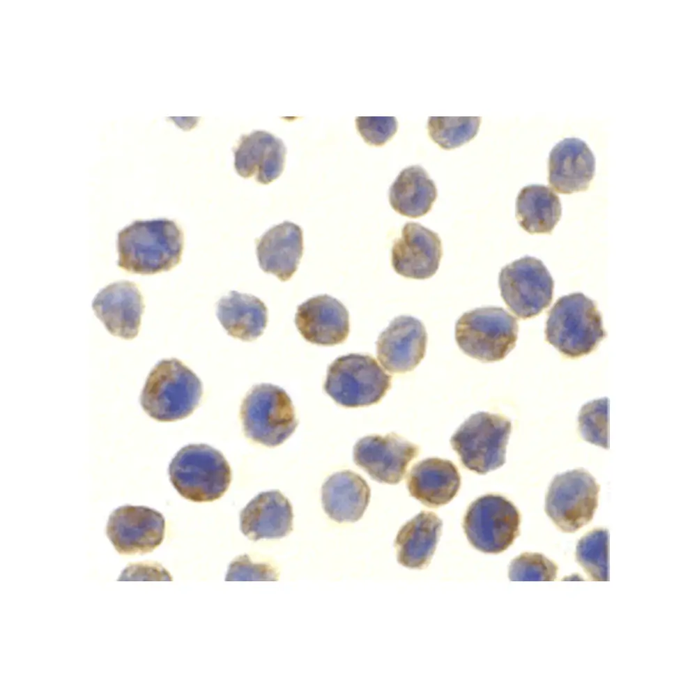 ProSci 2351 NAK Antibody, ProSci, 0.1 mg/Unit Primary Image