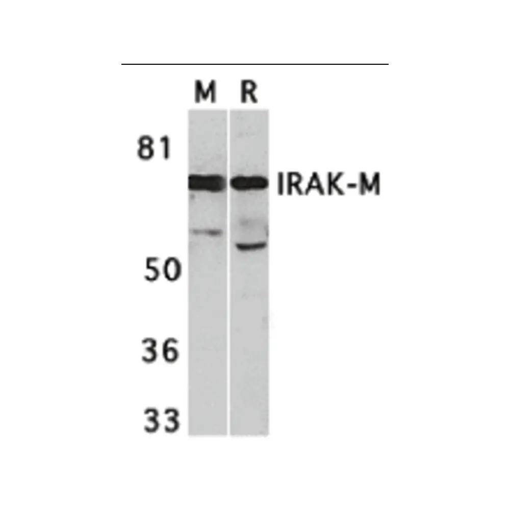 ProSci 2355_S IRAK-M Antibody, ProSci, 0.02 mg/Unit Primary Image