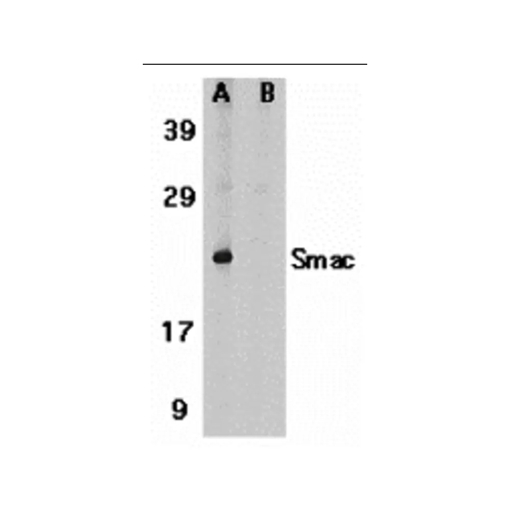 ProSci 2409 Smac Antibody, ProSci, 0.1 mg/Unit Primary Image