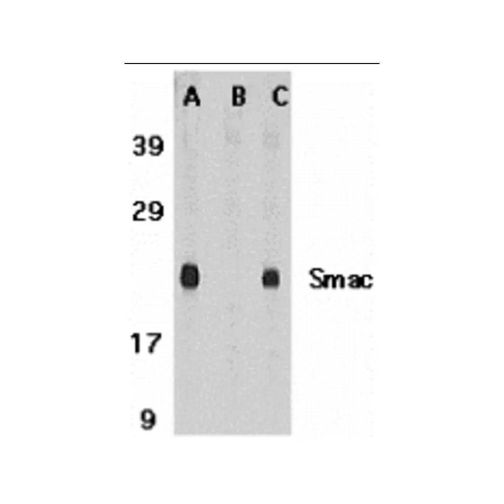 ProSci 2411 Smac Antibody, ProSci, 0.1 mg/Unit Primary Image