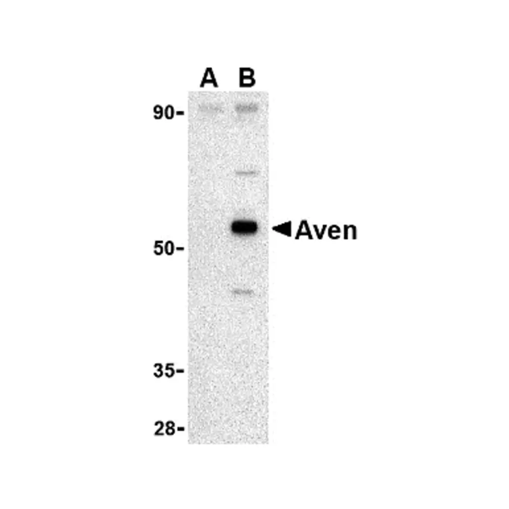 ProSci 2413 Aven Antibody, ProSci, 0.1 mg/Unit Primary Image