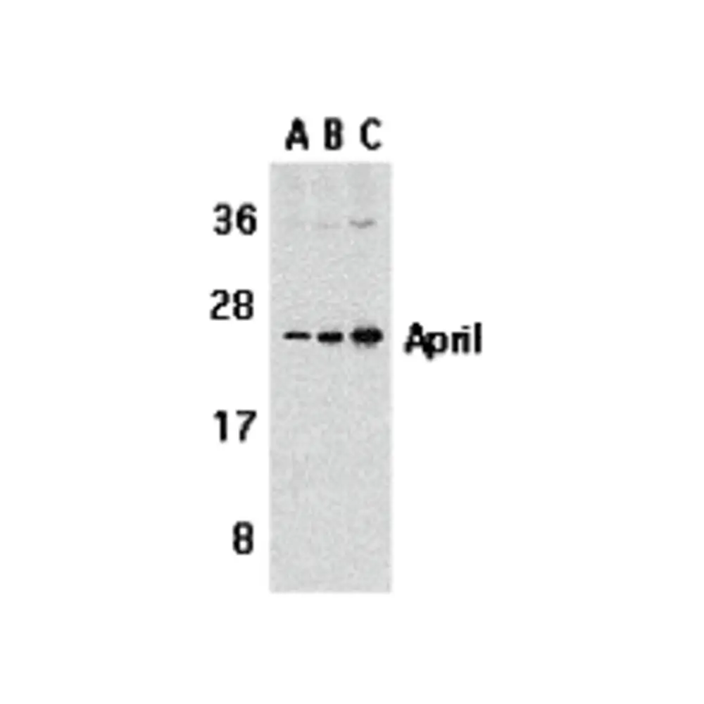 ProSci 2415 APRIL Antibody, ProSci, 0.1 mg/Unit Primary Image