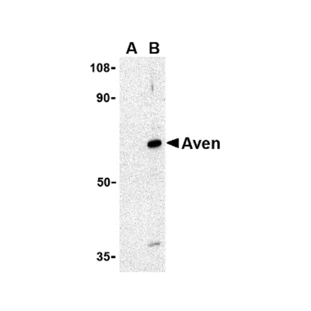 ProSci 2417_S Aven Antibody, ProSci, 0.02 mg/Unit Primary Image