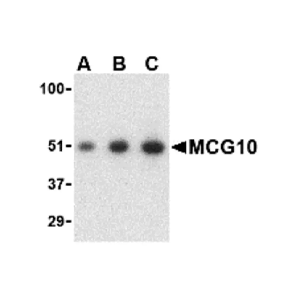 ProSci 2479_S MCG10 Antibody, ProSci, 0.02 mg/Unit Primary Image