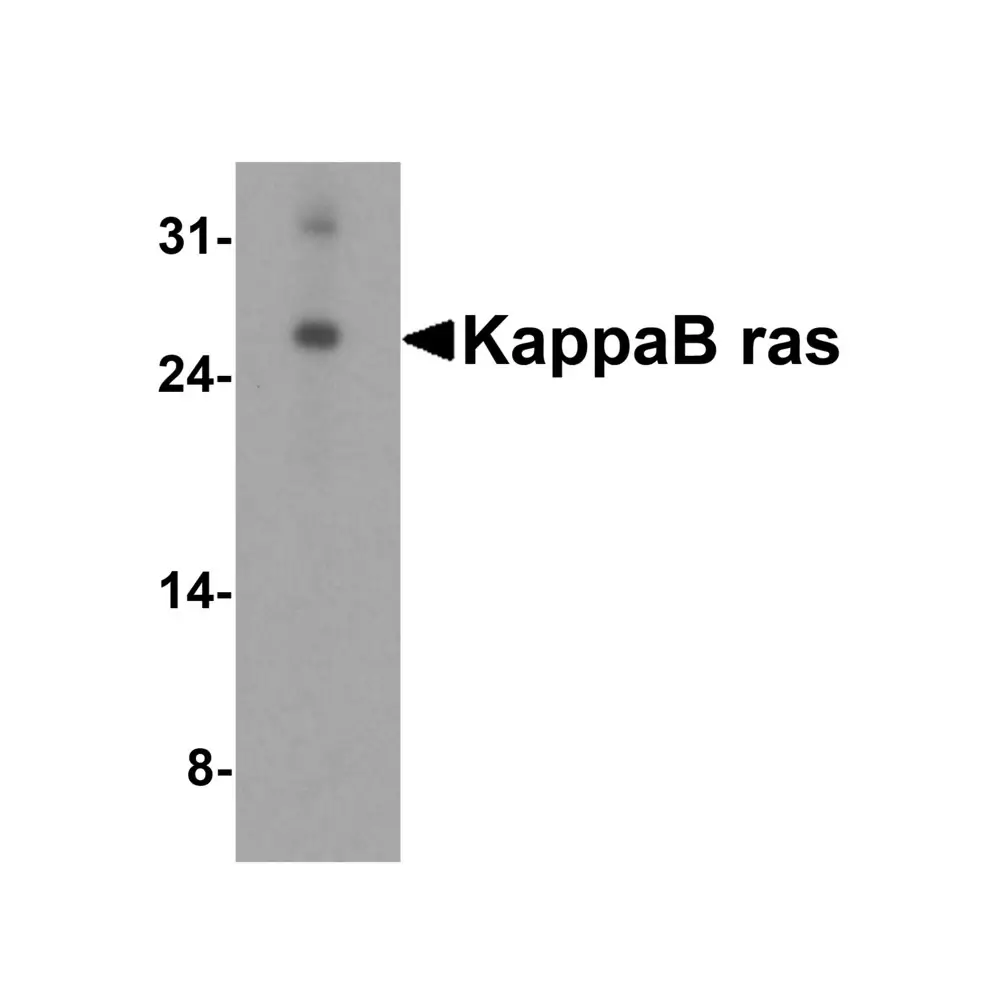 ProSci 2491 KappaB ras Antibody, ProSci, 0.1 mg/Unit Primary Image