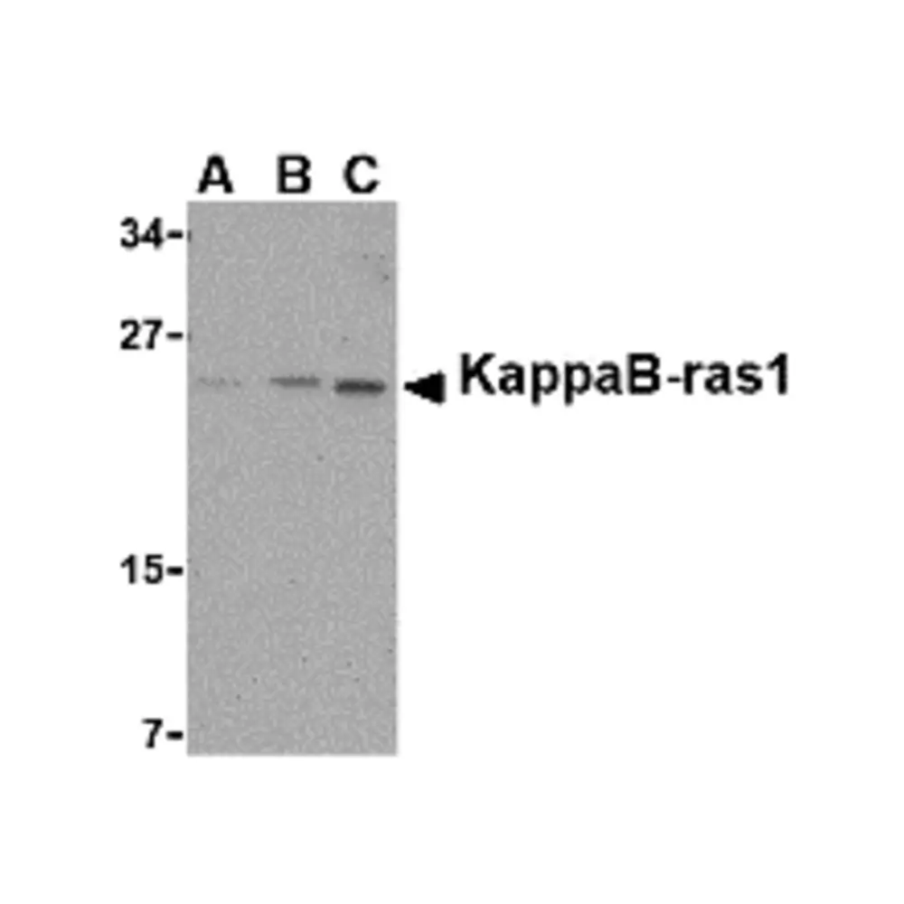 ProSci 2493_S KappaB ras1 Antibody, ProSci, 0.02 mg/Unit Primary Image
