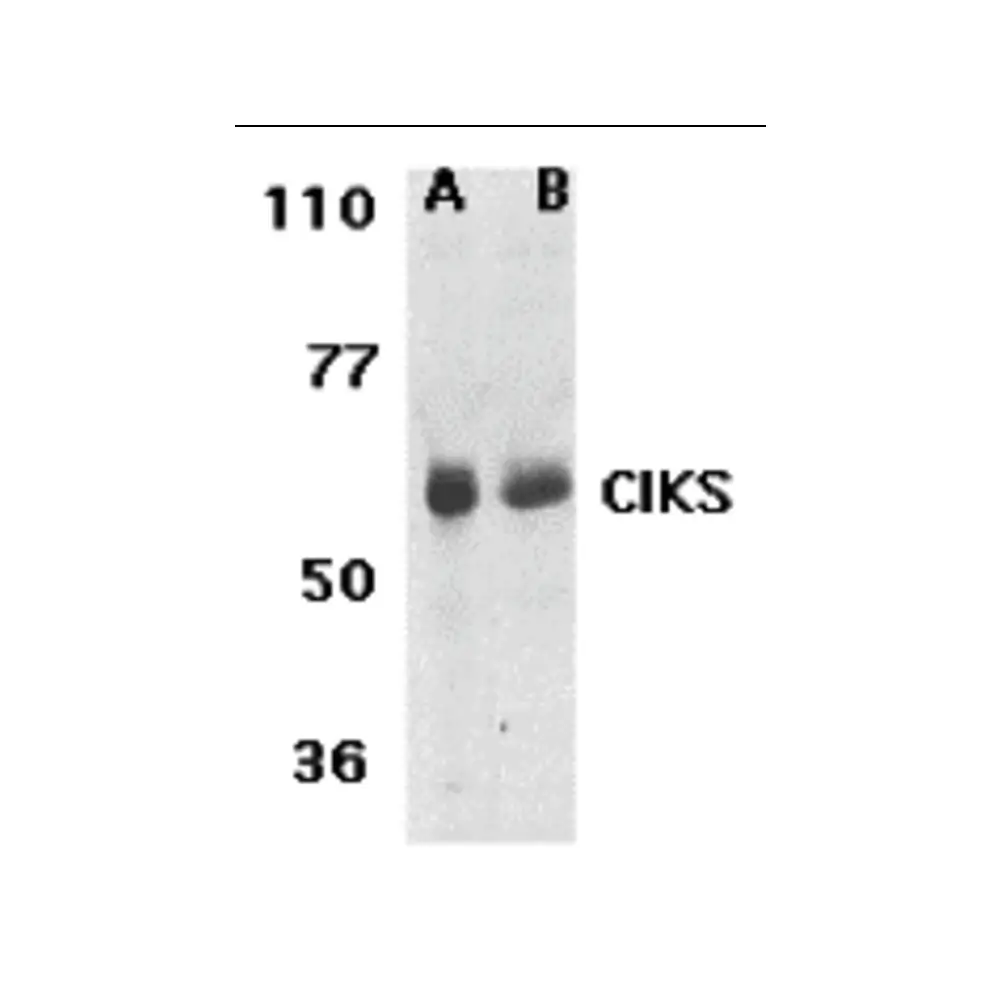 ProSci 2501 CIKS Antibody, ProSci, 0.1 mg/Unit Primary Image