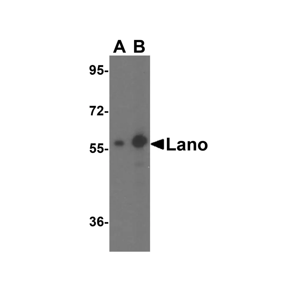 ProSci 3001 Lano Antibody, ProSci, 0.1 mg/Unit Primary Image