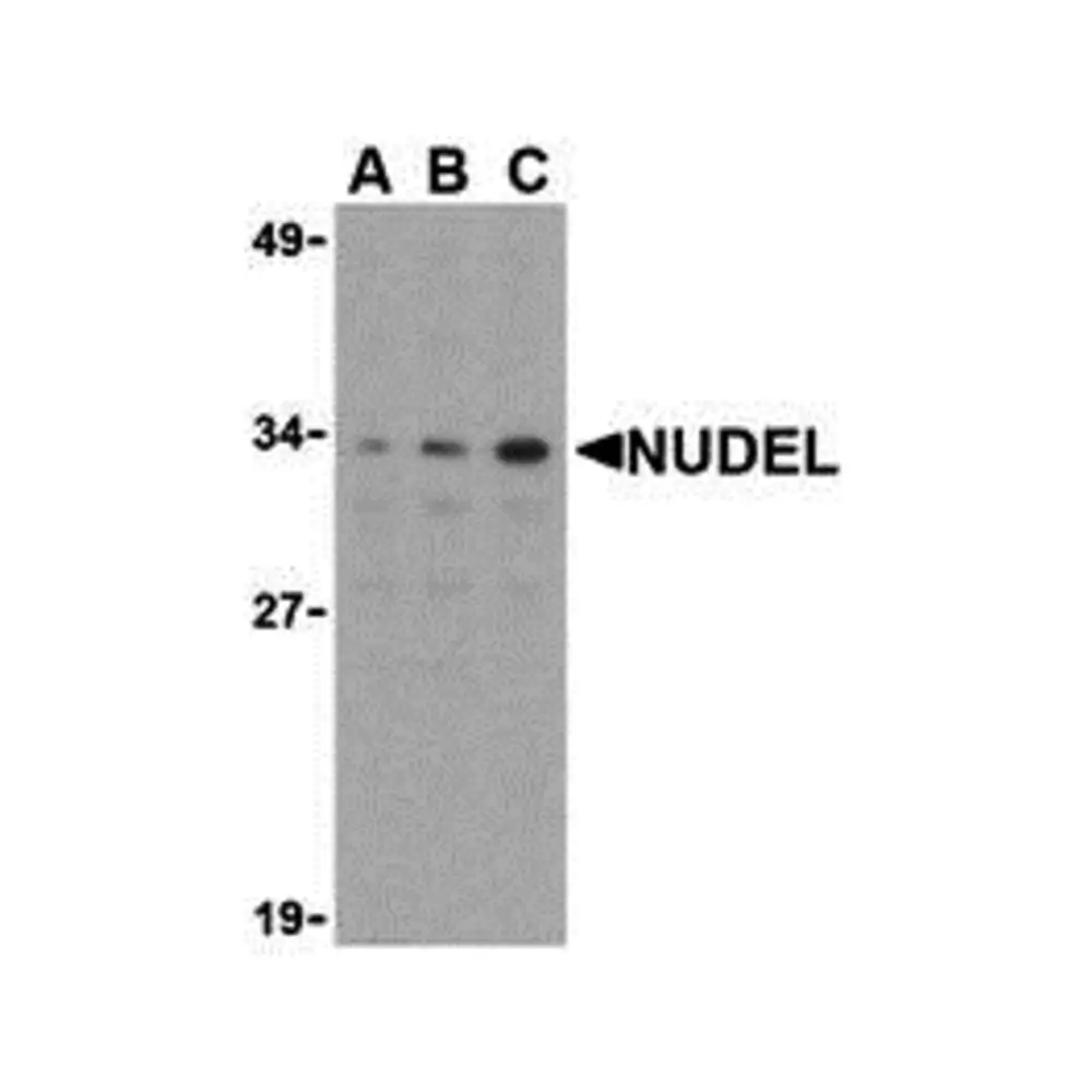 ProSci 3009 Nudel Antibody, ProSci, 0.1 mg/Unit Primary Image
