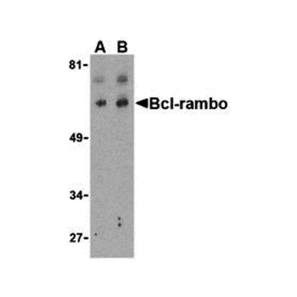 ProSci 3023 Bcl-rambo Antibody, ProSci, 0.1 mg/Unit Primary Image