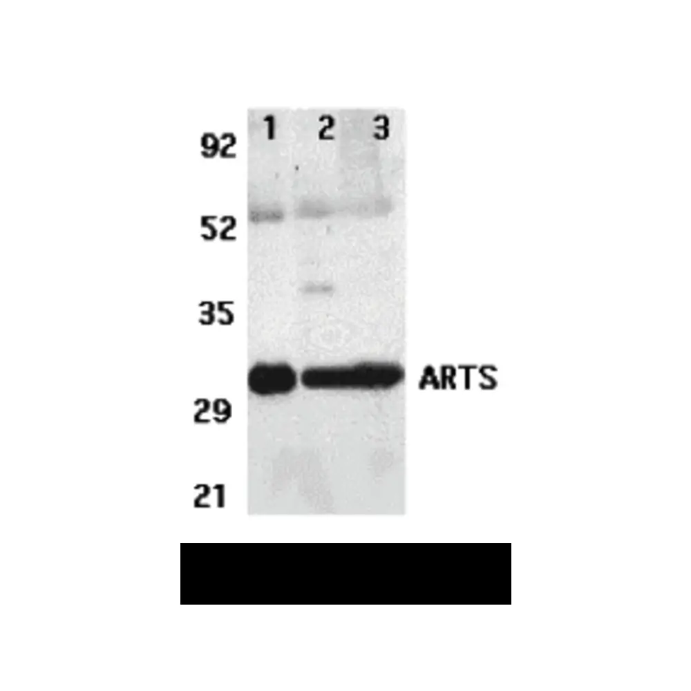 ProSci 3025 ARTS Antibody, ProSci, 0.1 mg/Unit Primary Image