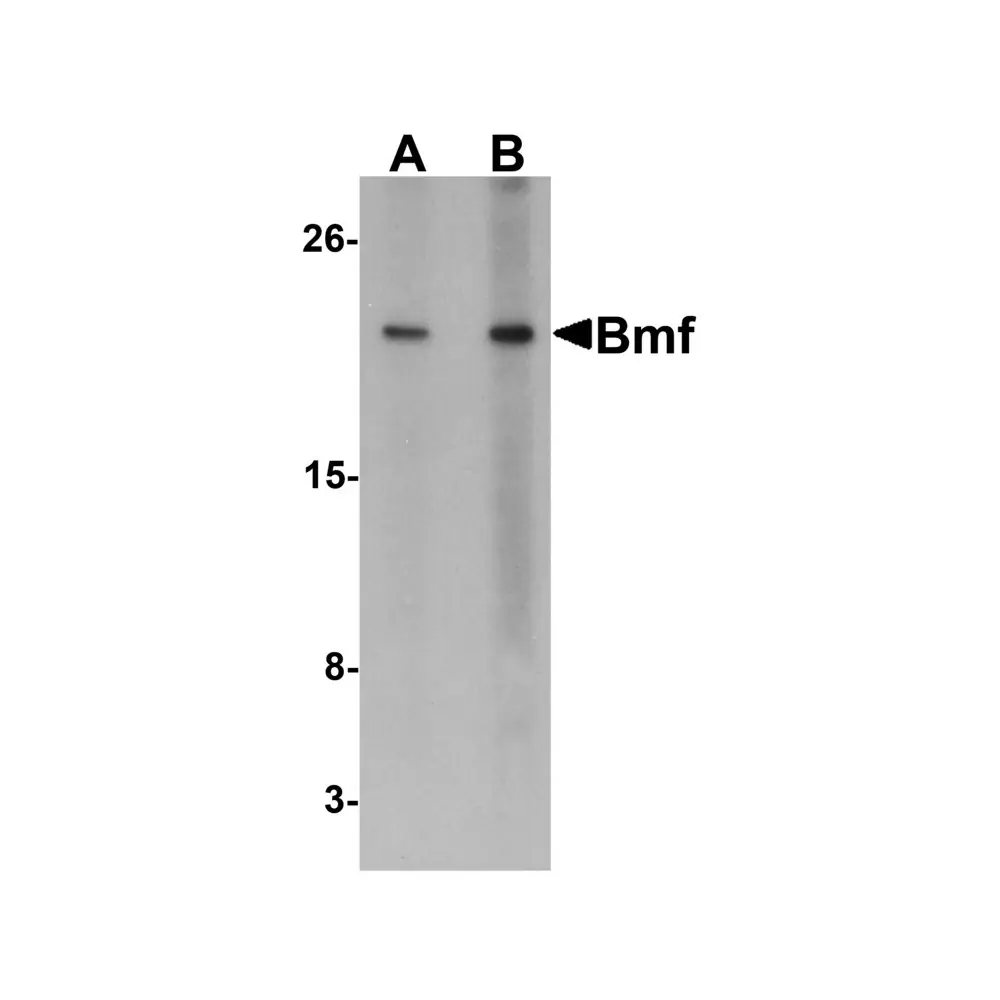 ProSci 3029 Bmf Antibody, ProSci, 0.1 mg/Unit Primary Image