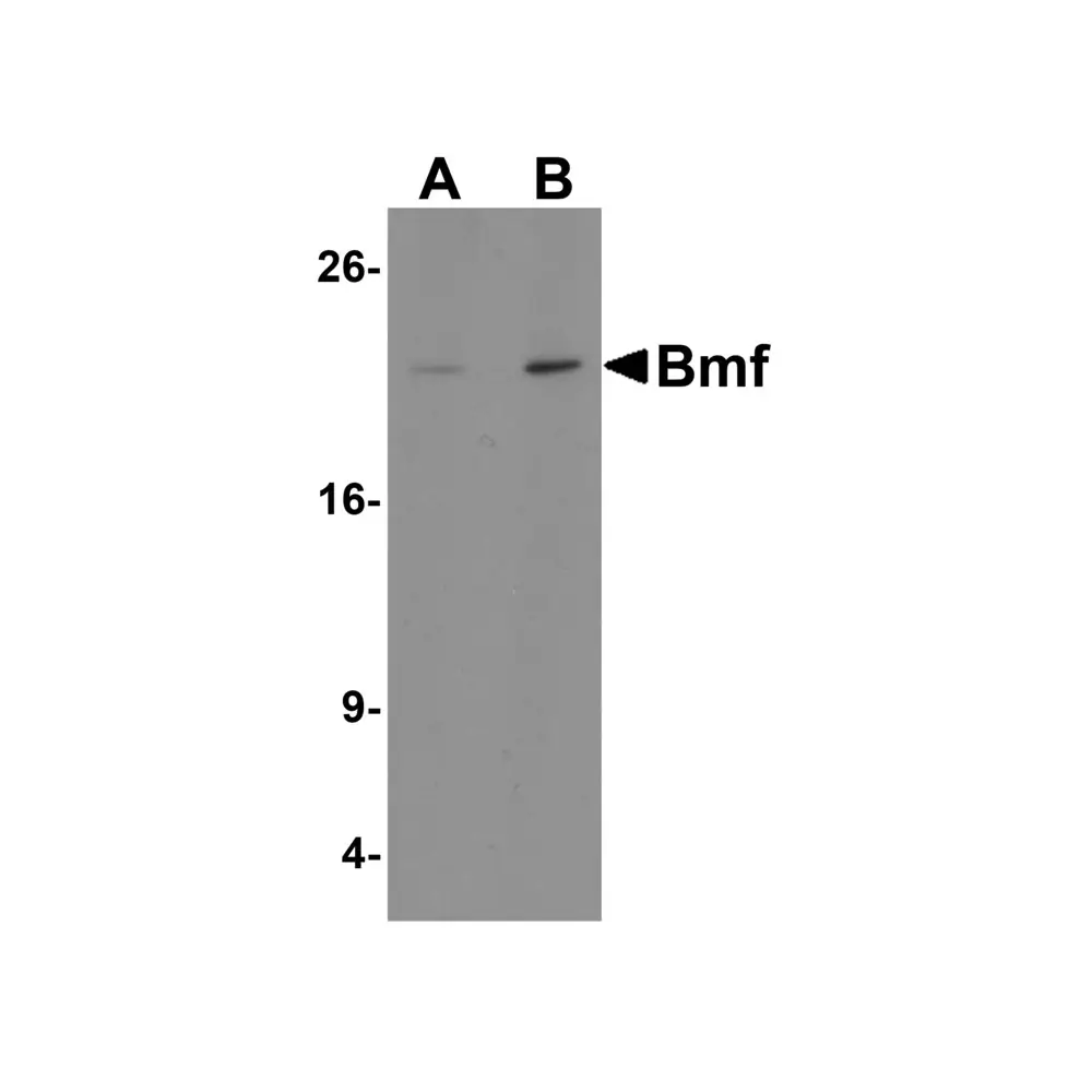 ProSci 3031_S Bmf Antibody, ProSci, 0.02 mg/Unit Primary Image