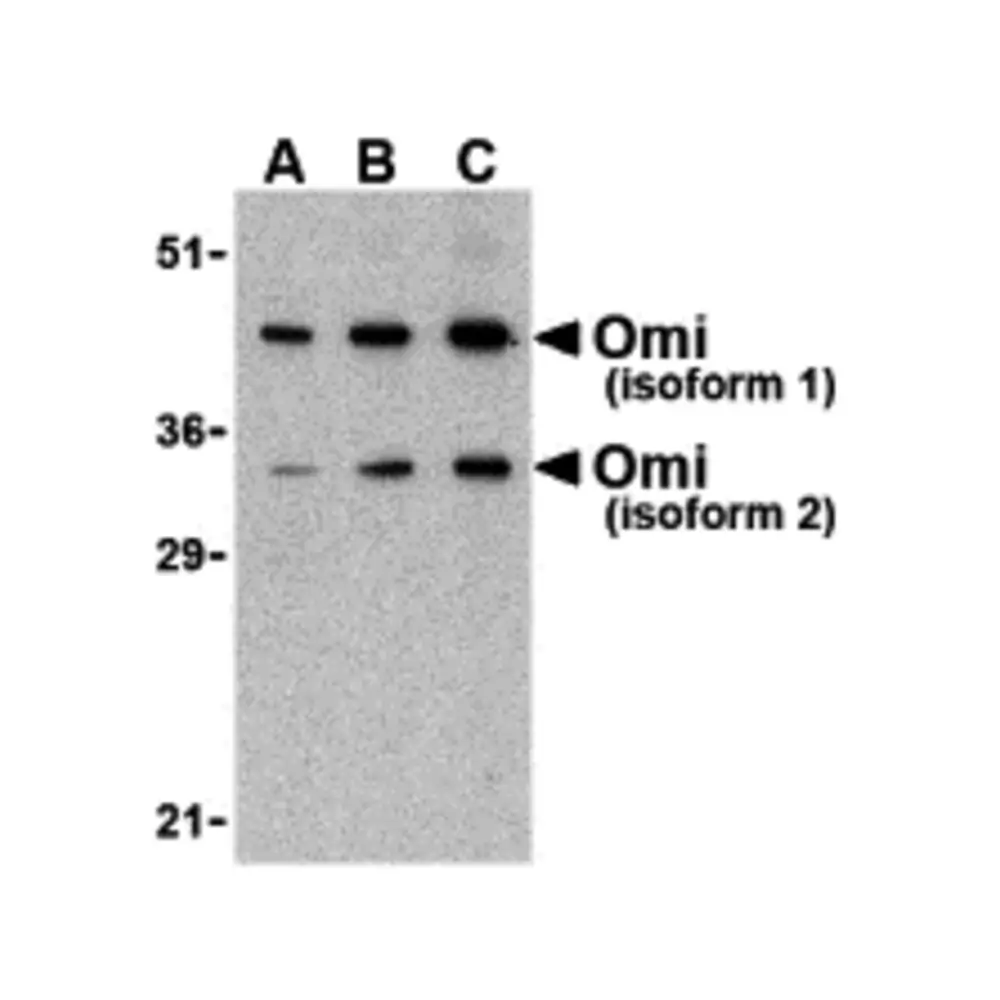 ProSci 3051_S OMI Antibody, ProSci, 0.02 mg/Unit Primary Image