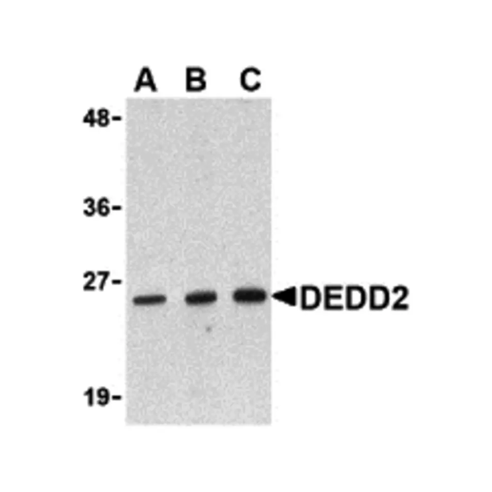 ProSci 3071 DEDD2 Antibody, ProSci, 0.1 mg/Unit Primary Image