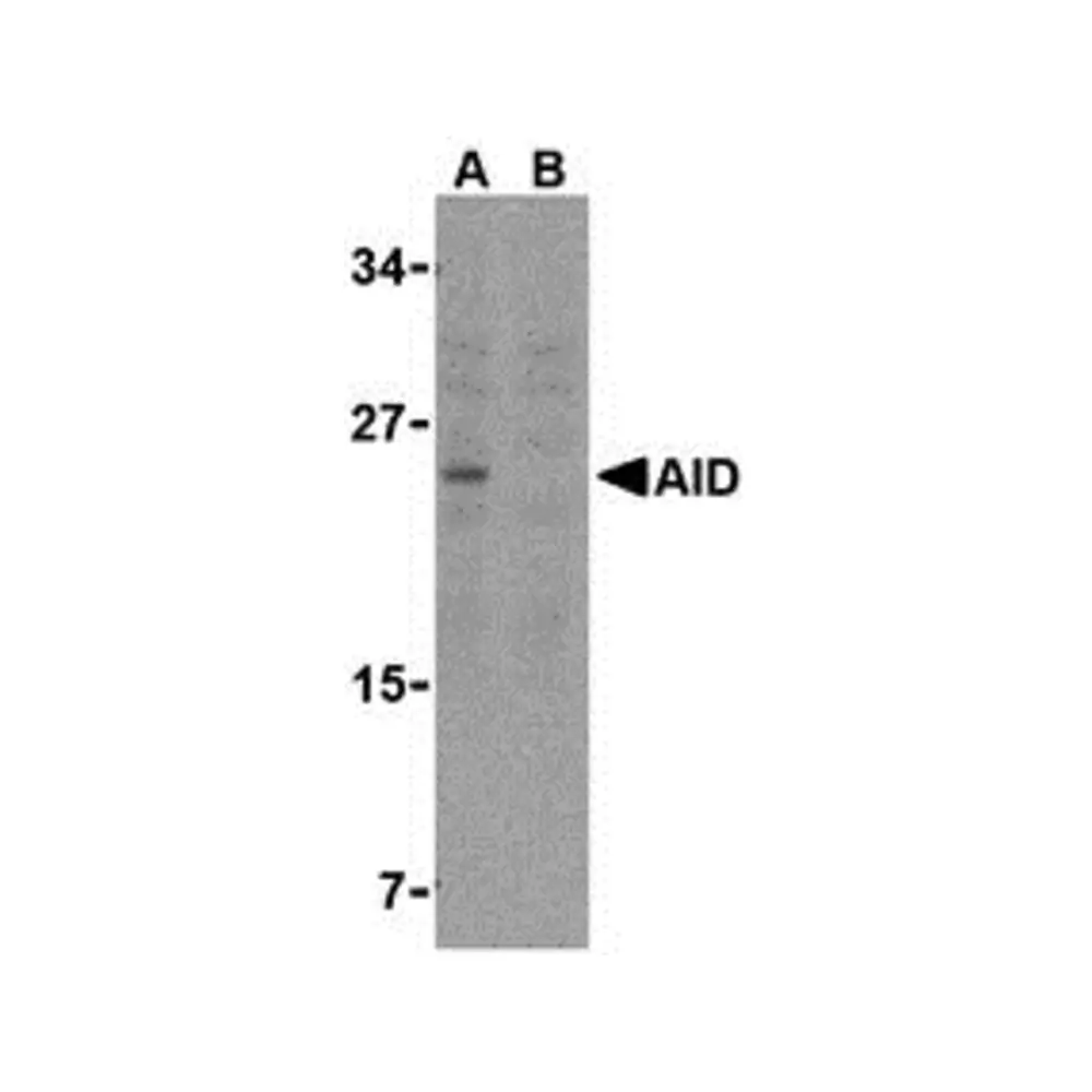 ProSci 3091 AID Antibody, ProSci, 0.1 mg/Unit Primary Image