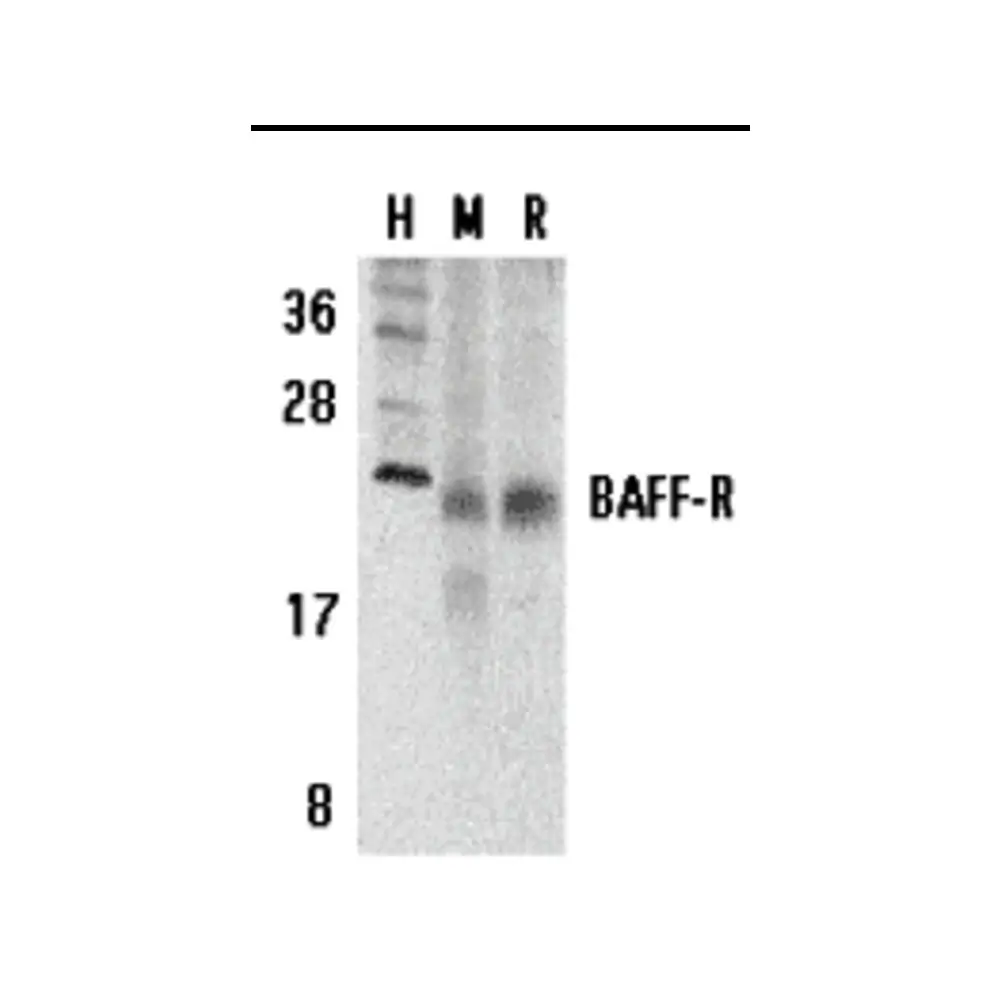 ProSci 3097_S BAFF Receptor Antibody, ProSci, 0.02 mg/Unit Primary Image