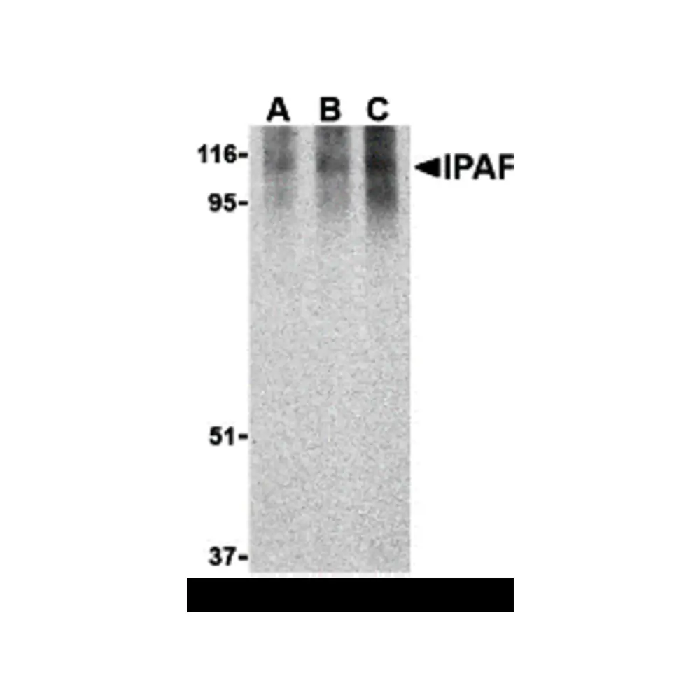 ProSci 3107 Ipaf Antibody, ProSci, 0.1 mg/Unit Primary Image