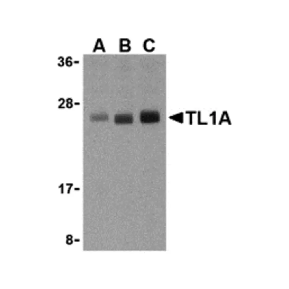 ProSci 3109_S TL1A Antibody, ProSci, 0.02 mg/Unit Primary Image