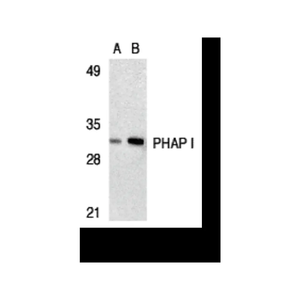 ProSci 3145 PHAP I Antibody, ProSci, 0.1 mg/Unit Primary Image