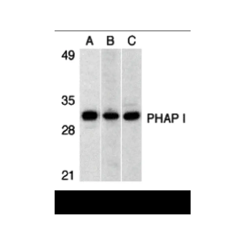 ProSci 3151 PHAP I Antibody, ProSci, 0.1 mg/Unit Primary Image