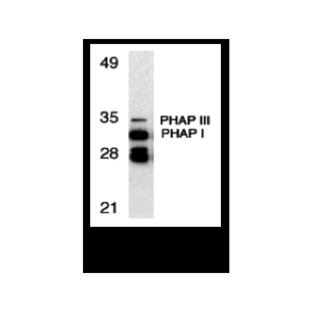ProSci 3152 PHAP Antibody, ProSci, 0.1 mg/Unit Primary Image