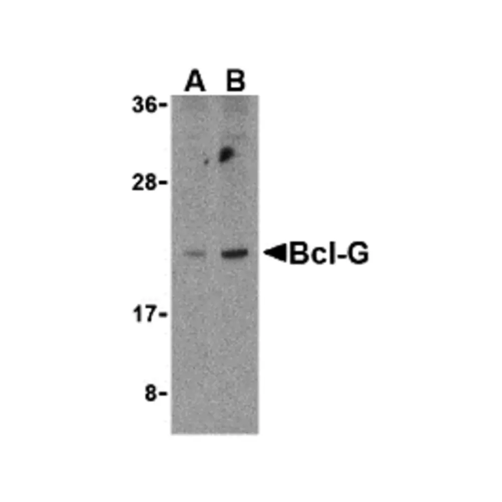 ProSci 3165 Bcl-G Antibody, ProSci, 0.1 mg/Unit Primary Image