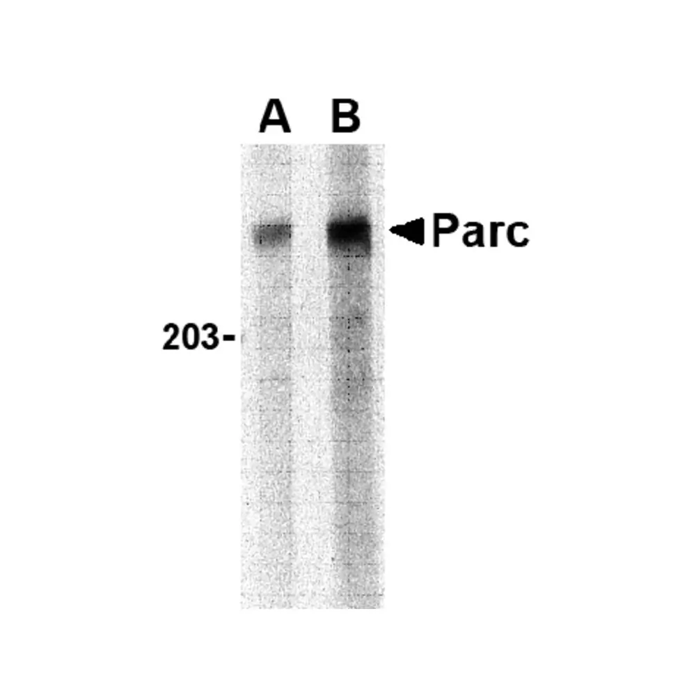 ProSci 3171 PARC Antibody, ProSci, 0.1 mg/Unit Primary Image