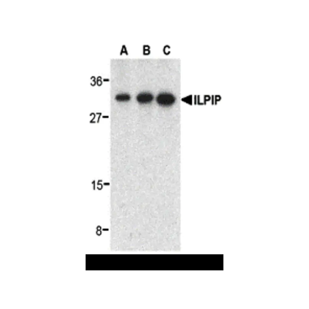 ProSci 3201 ILPIP Antibody, ProSci, 0.1 mg/Unit Primary Image