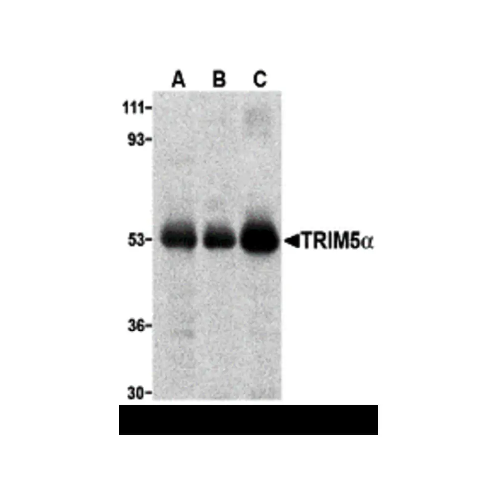 ProSci 3249 TRIM5 alpha Antibody, ProSci, 0.1 mg/Unit Primary Image