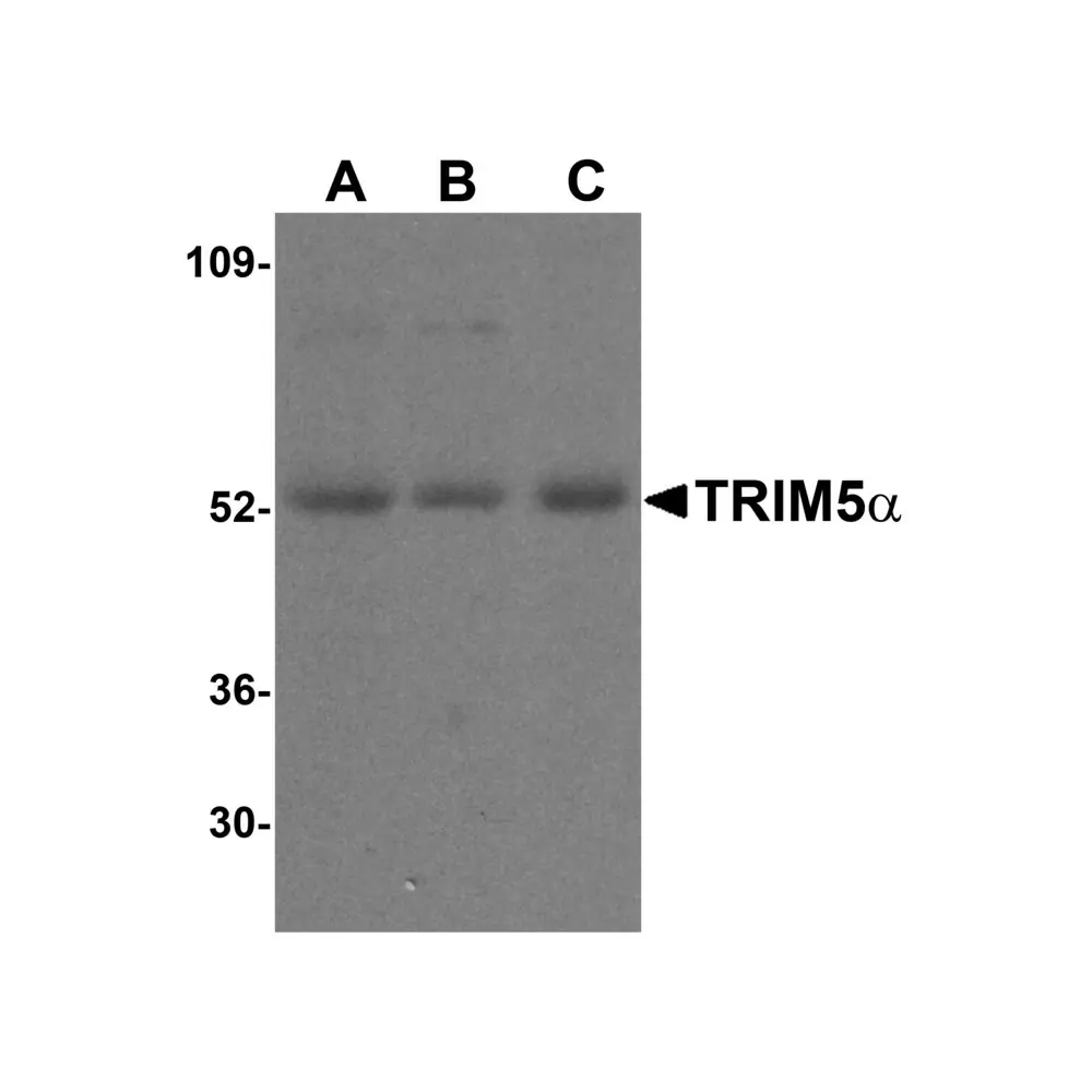 ProSci 3251_S TRIM5 alpha Antibody, ProSci, 0.02 mg/Unit Primary Image