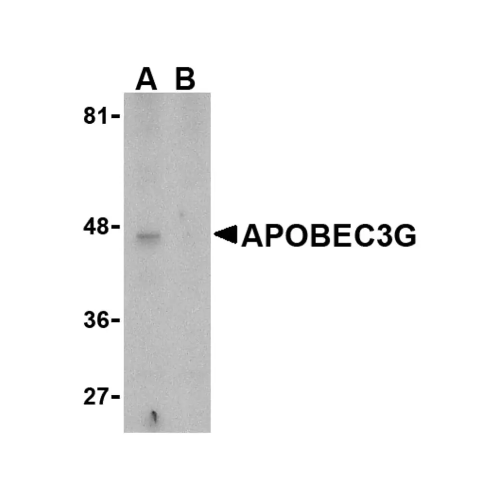 ProSci 3257 APOBEC3G Antibody, ProSci, 0.1 mg/Unit Primary Image