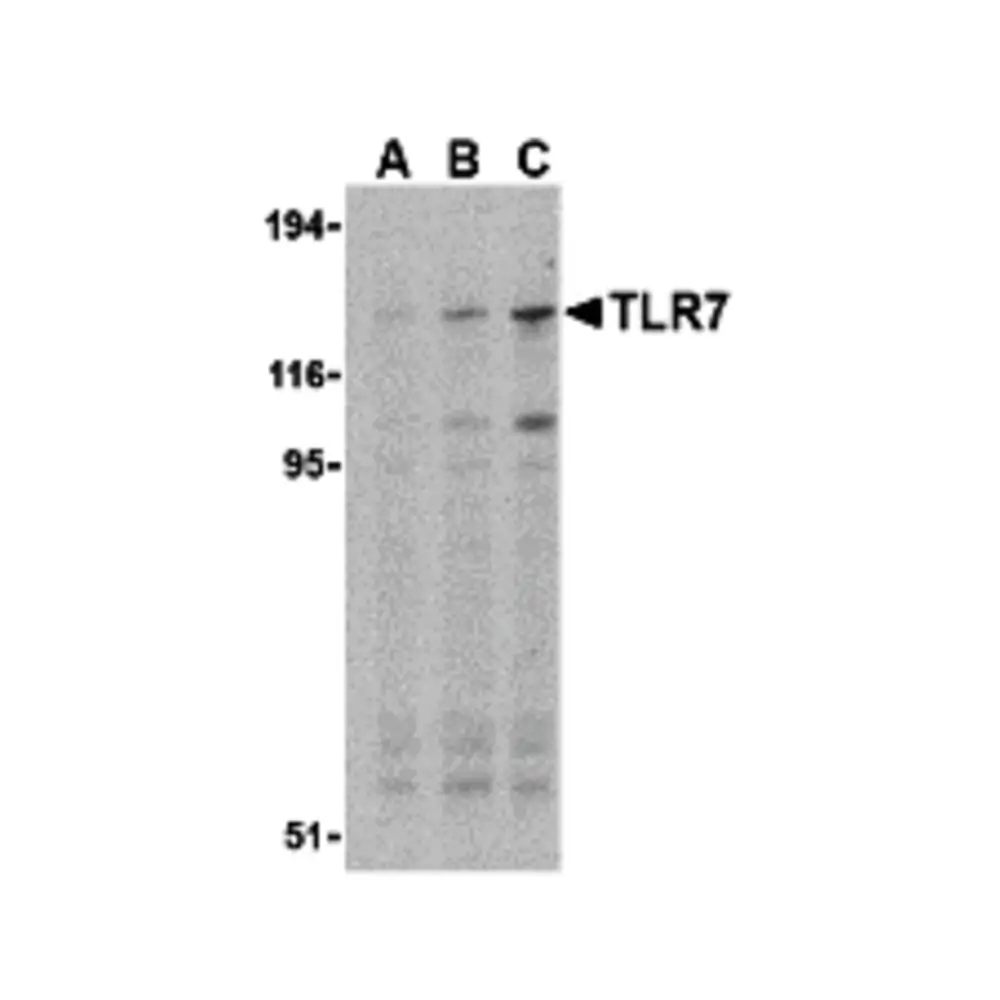 ProSci 3269 TLR7 Antibody, ProSci, 0.1 mg/Unit Primary Image