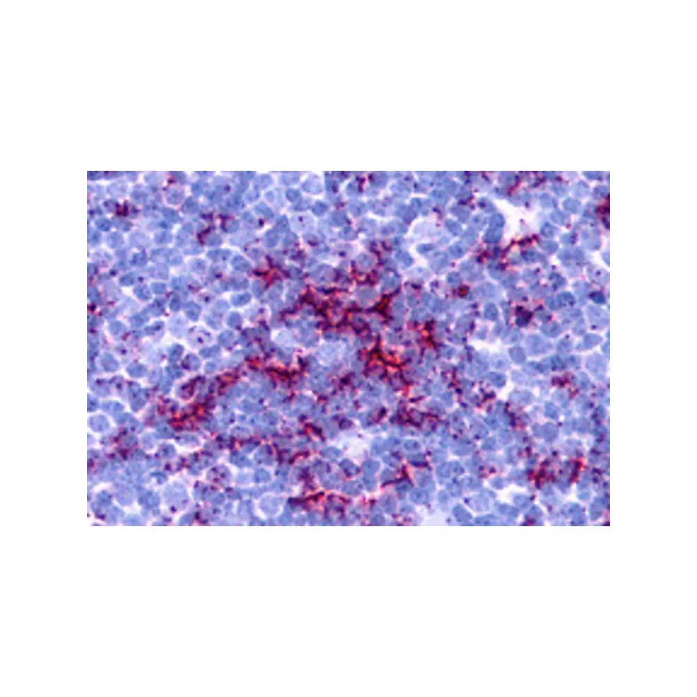 ProSci 3271 TLR8 Antibody, ProSci, 0.1 mg/Unit Primary Image