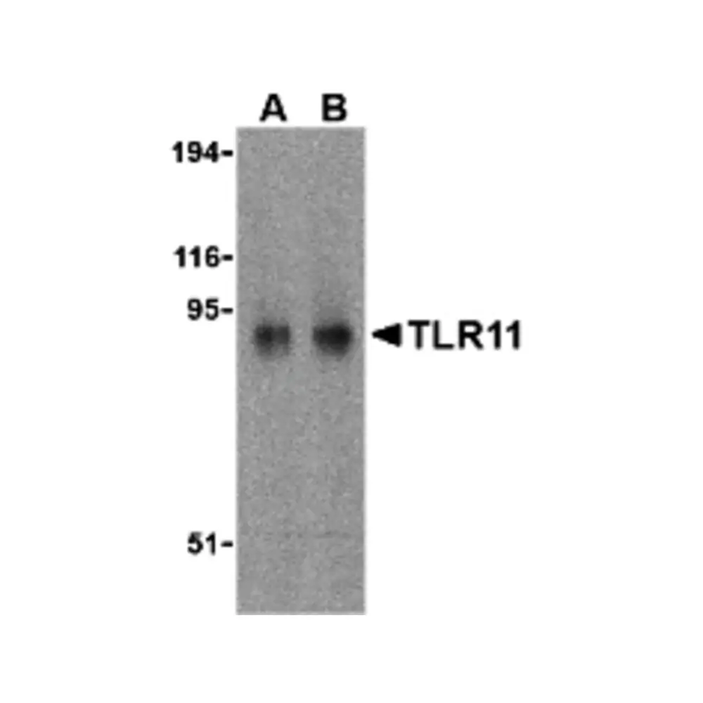 ProSci 3277 TLR11 Antibody, ProSci, 0.1 mg/Unit Primary Image
