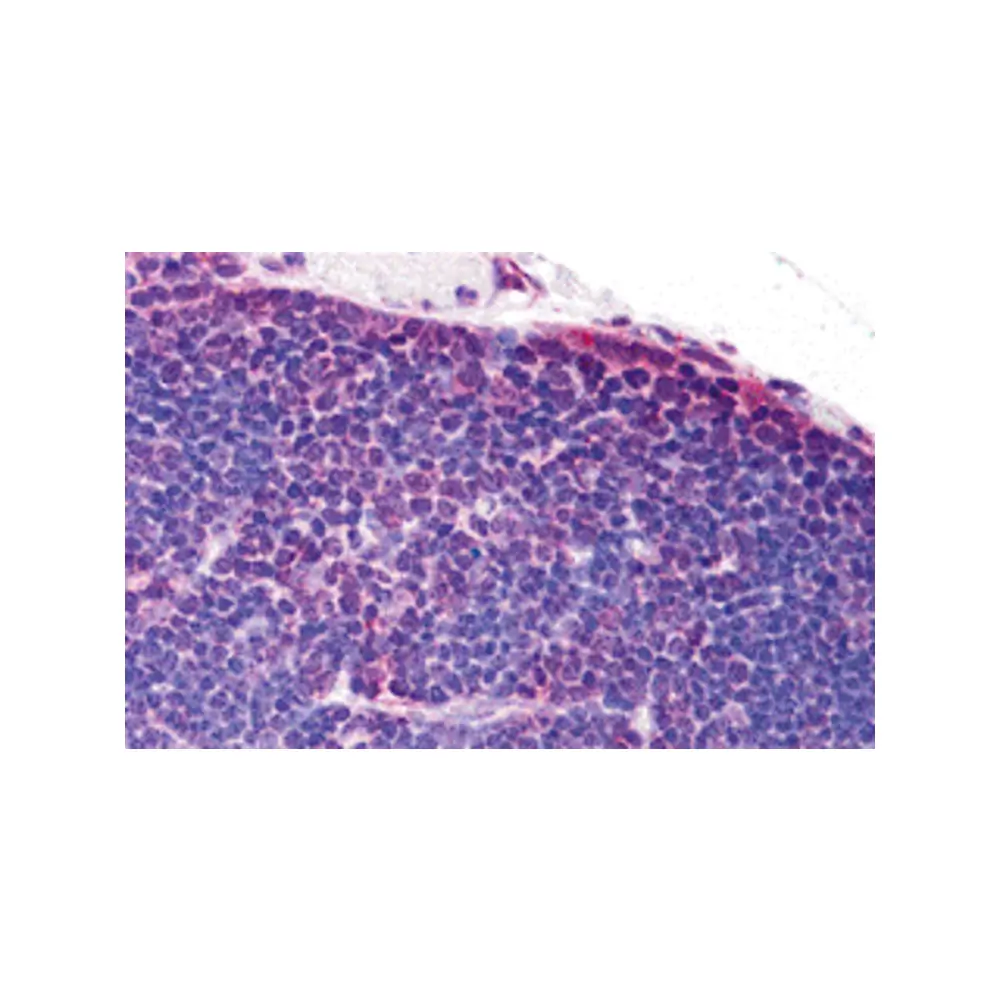 ProSci 3279 TLR8 Antibody, ProSci, 0.1 mg/Unit Primary Image