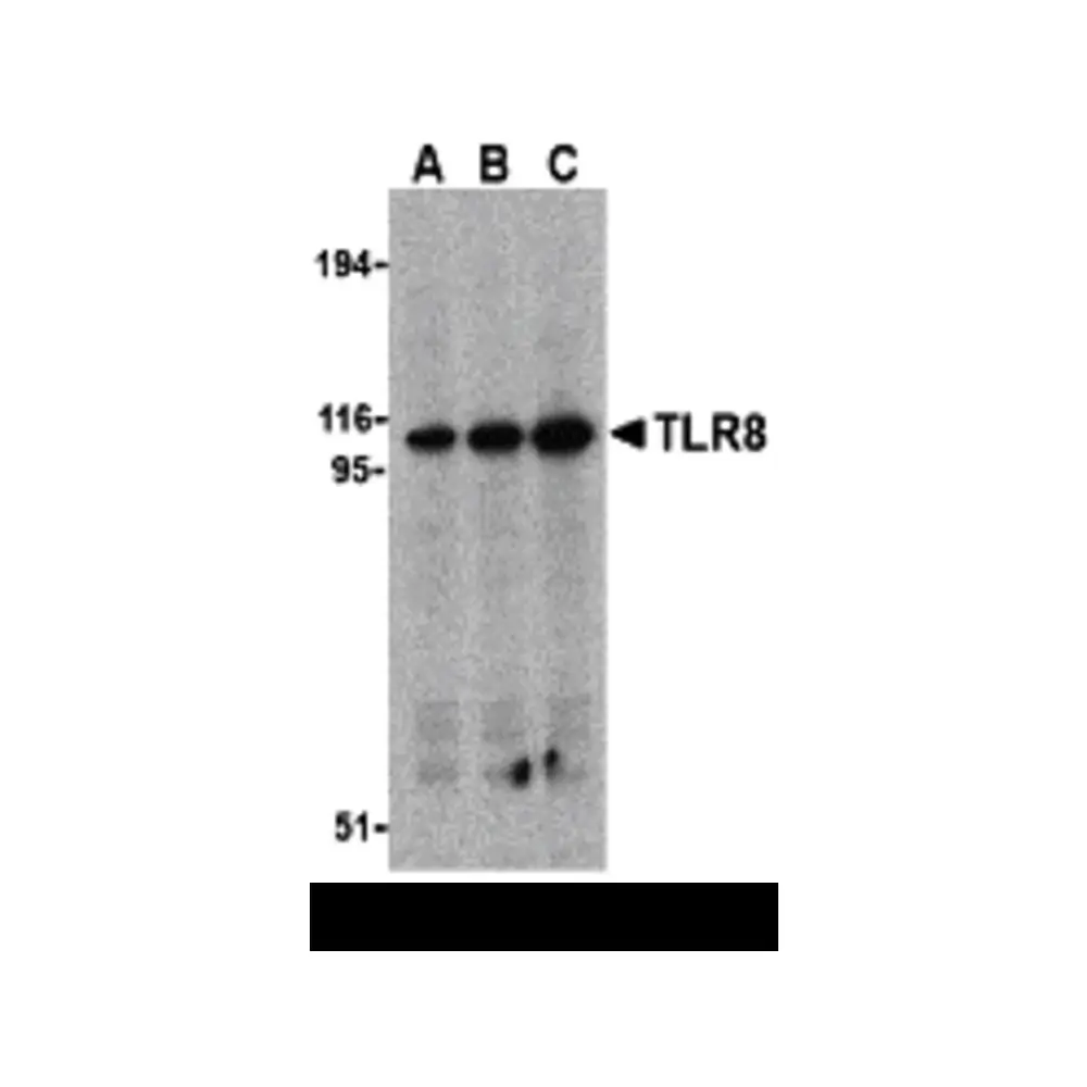 ProSci 3281_S TLR8 Antibody, ProSci, 0.02 mg/Unit Primary Image
