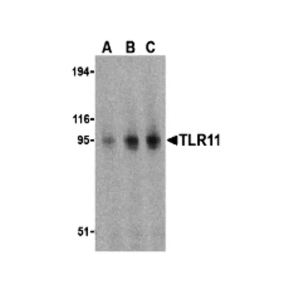 ProSci 3285 TLR11 Antibody, ProSci, 0.1 mg/Unit Primary Image